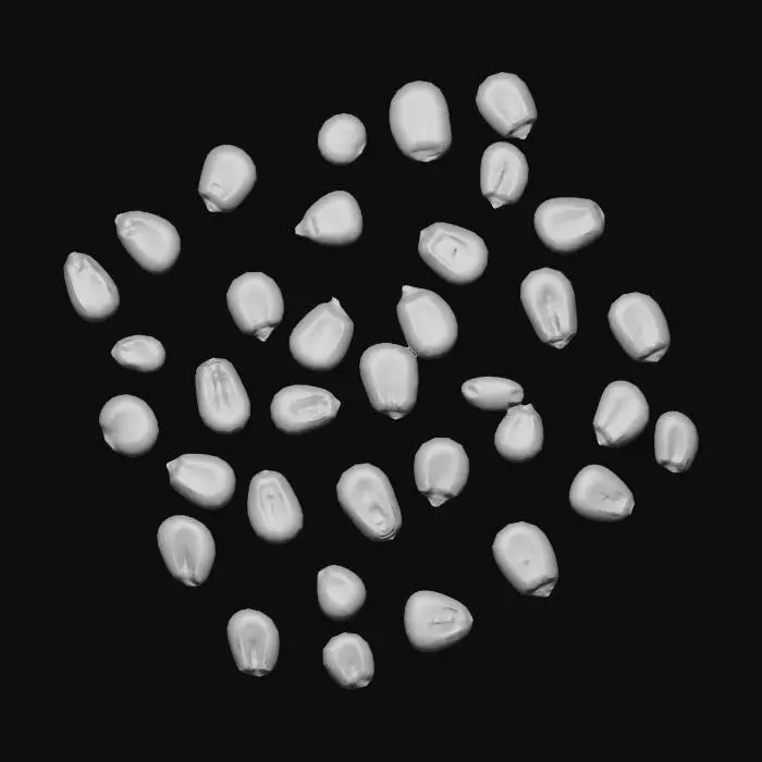 3D model for Golden corn kernels