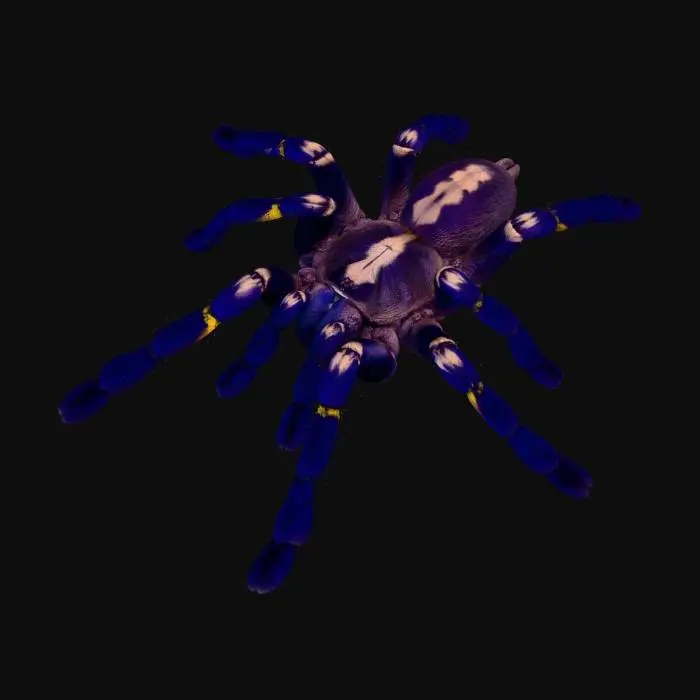3D model for poecilotheria metallica