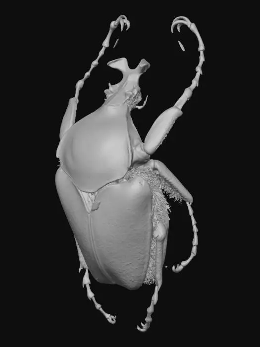 3D model for Goliathus Elegance