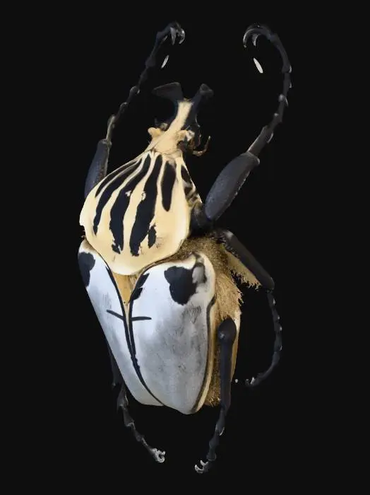 3D model for Goliathus Elegance