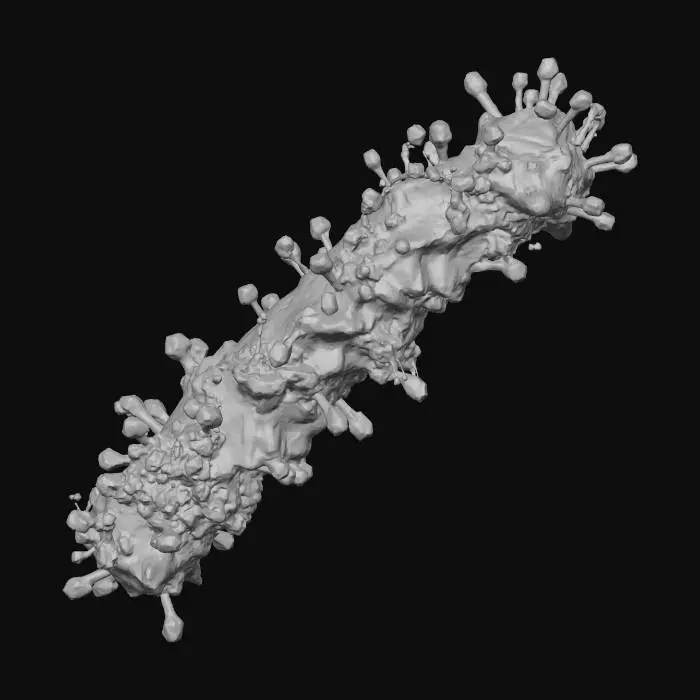 3D model for Bacterial Phage Attack (M6p)