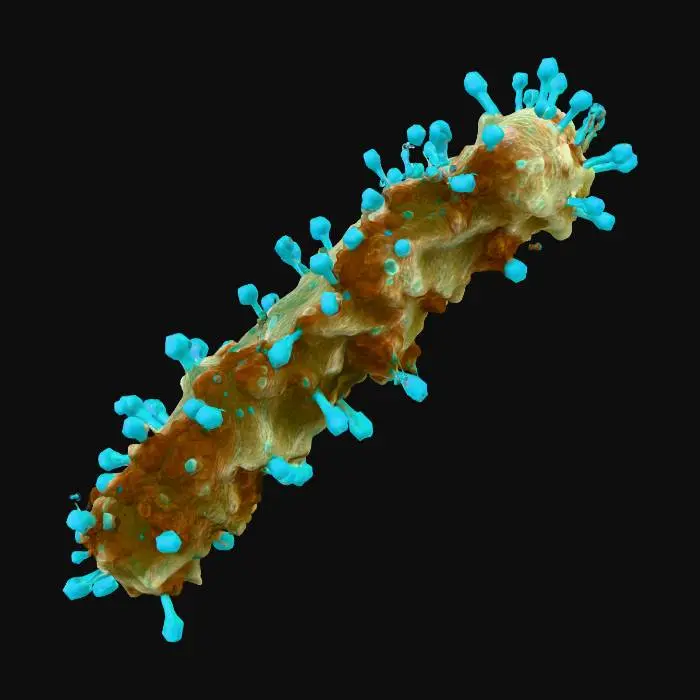 3D model for Bacterial Phage Attack (M6p)
