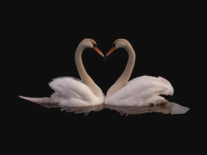 3D model for romantic scene of two swans forming a heart shape with their necks on a serene lake at sunset, soft pink and golden hues reflecting on the water