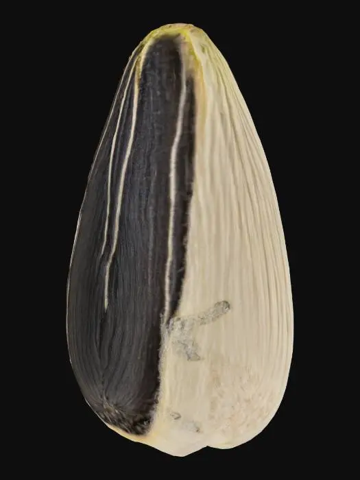 3D model for Sunflower Seed Close-Up