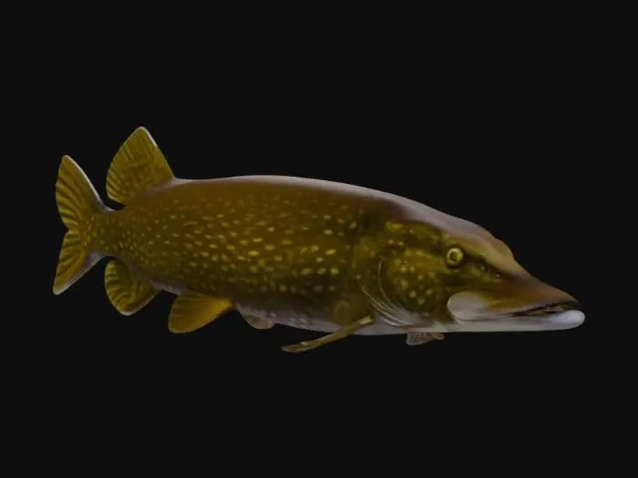 3D model for Pike Underwater