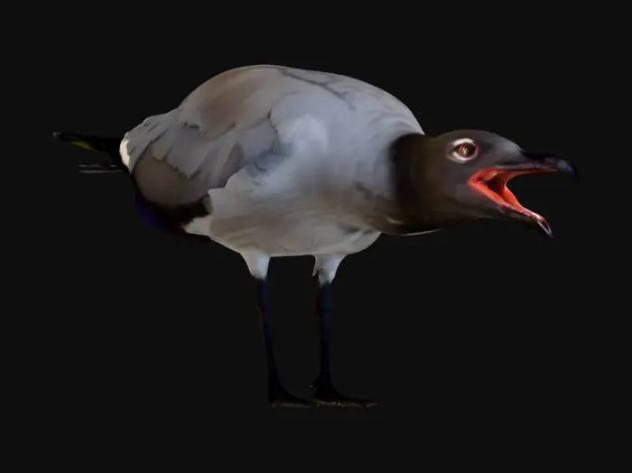 3D model for Lava Gull