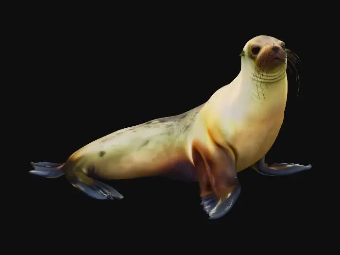 3D model for Galapagos Sea Lion