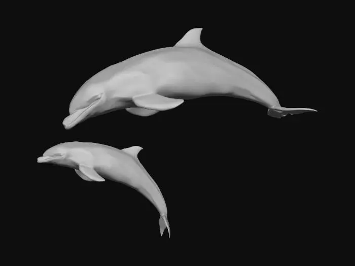3D model for Bottlenose Dolphin