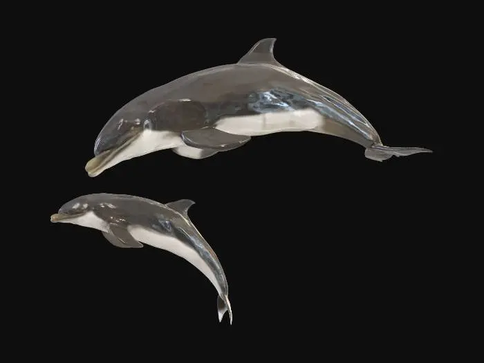 3D model for Bottlenose Dolphin