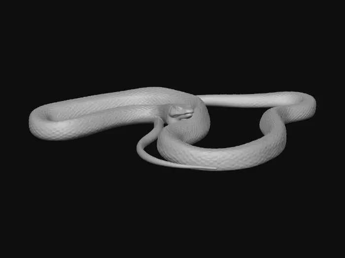 3D model for Galapagos Snake