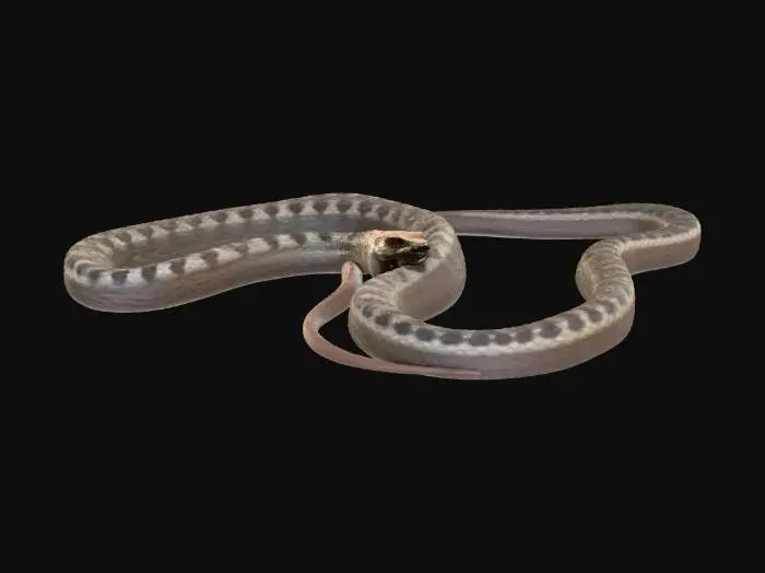 3D model for Galapagos Snake