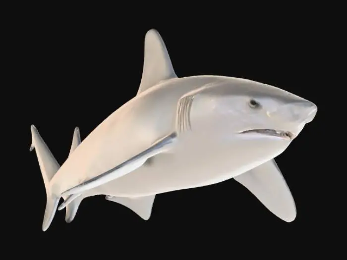 3D model for Whitetip Reef Shark