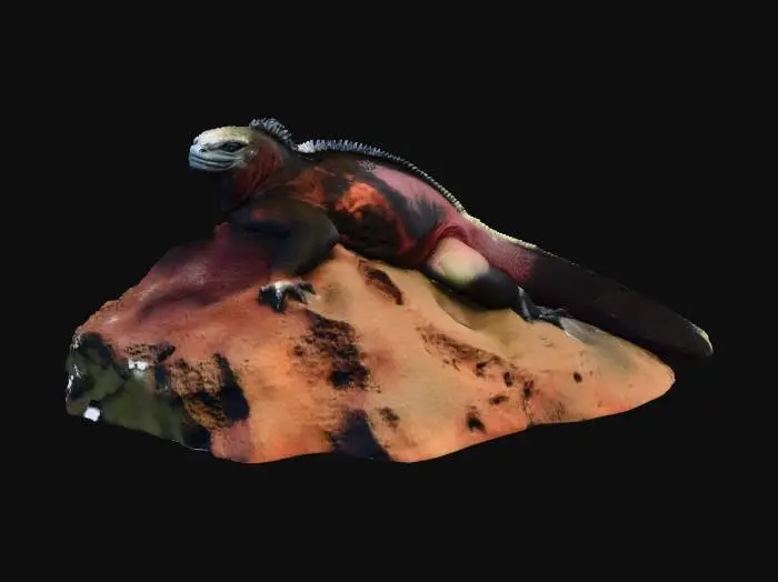 3D model for Marine Iguana