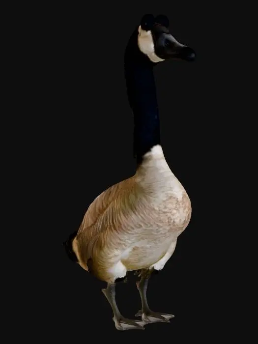 3D model for Googly-Eyed Goose