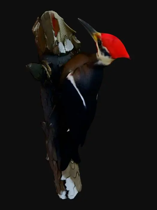 3D model for Woodland Drummer