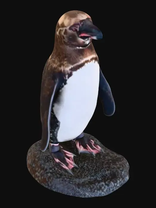 3D model for Galapagos Penguin