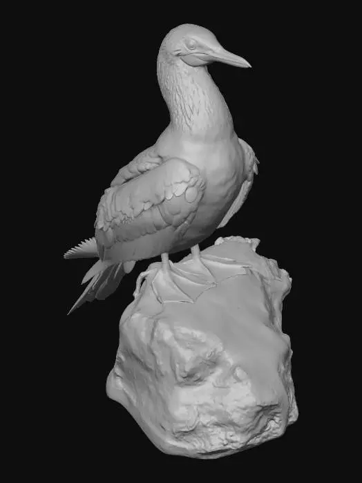 3D model for Blue-Footed Booby