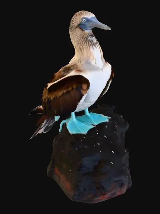 3D model for Blue-Footed Booby