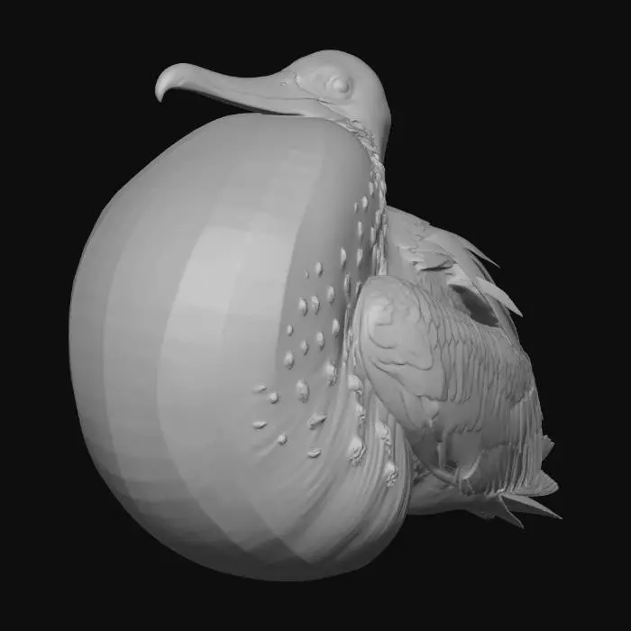 3D model for Majestic Frigatebird