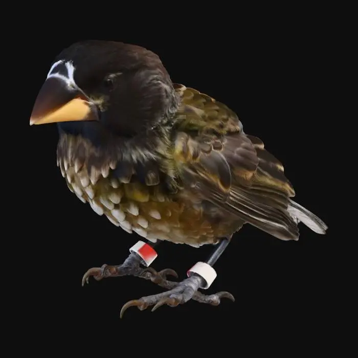 3D model for Galapagos Finch