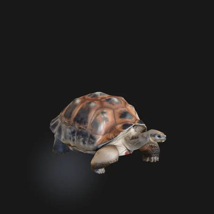 3D model for Galapagos Tortoise