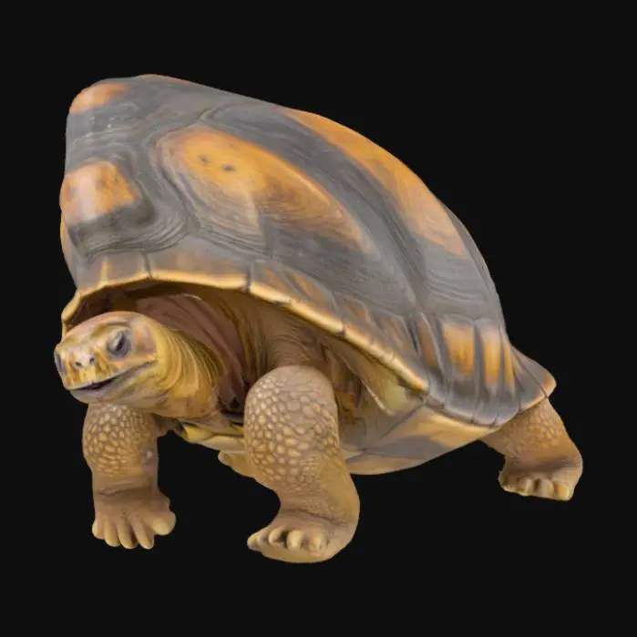 3D model for Galapagos tortoise