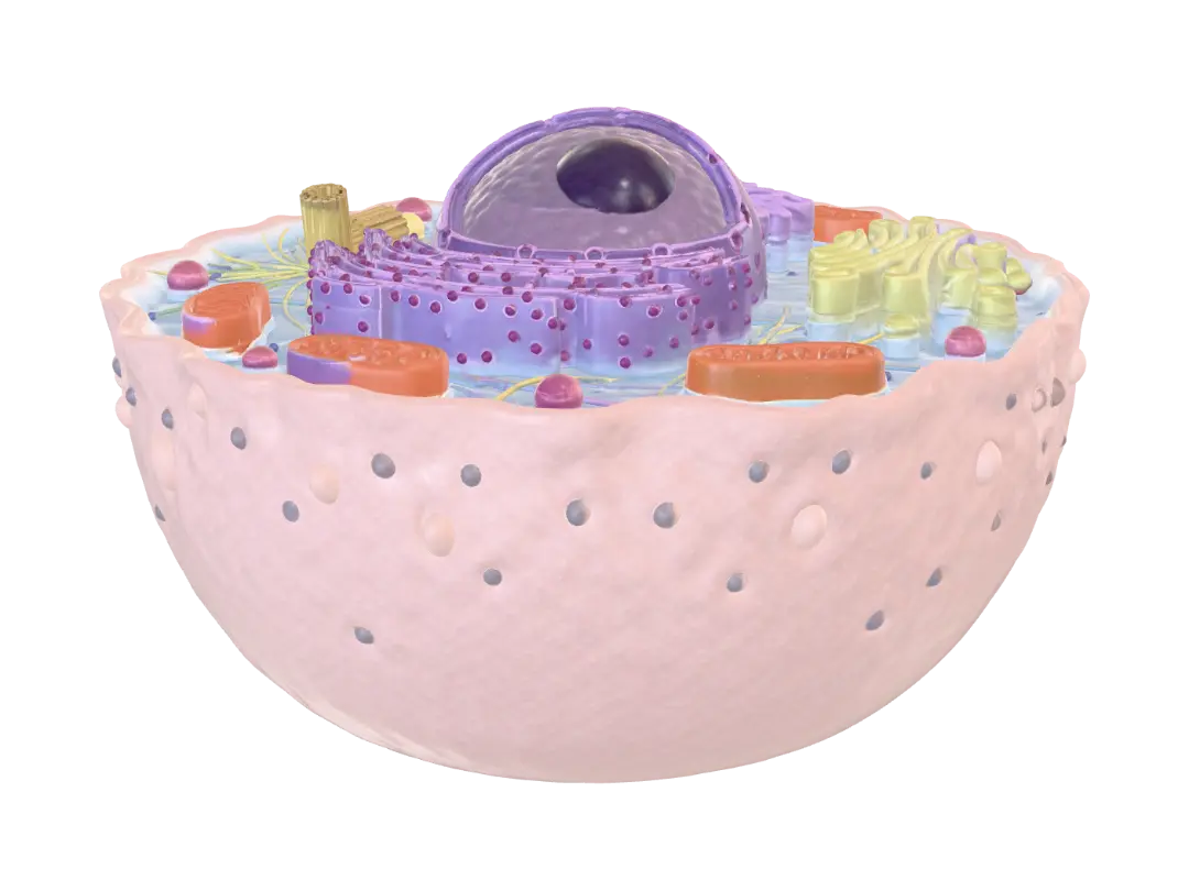 cell