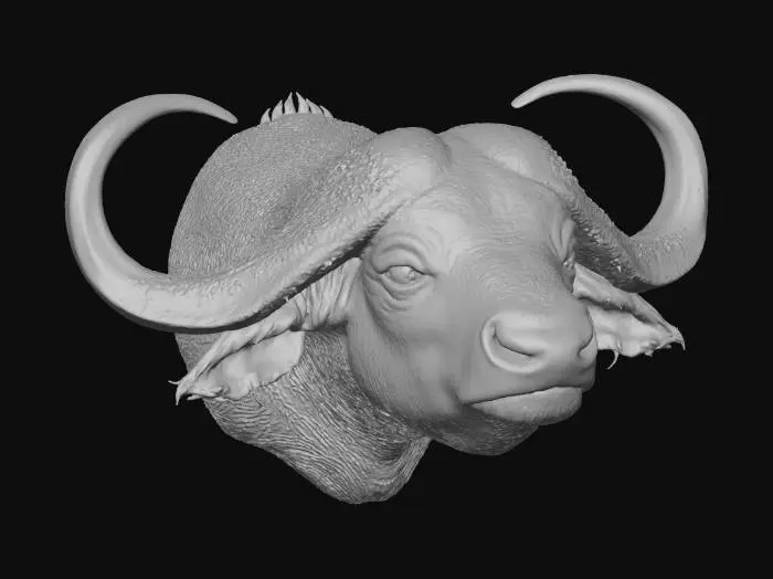 3D model for Buffalo Majesty