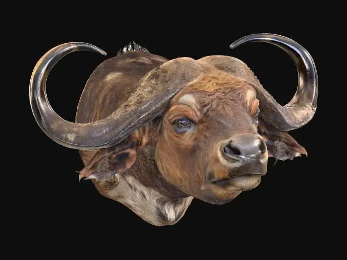 3D model for Buffalo Majesty