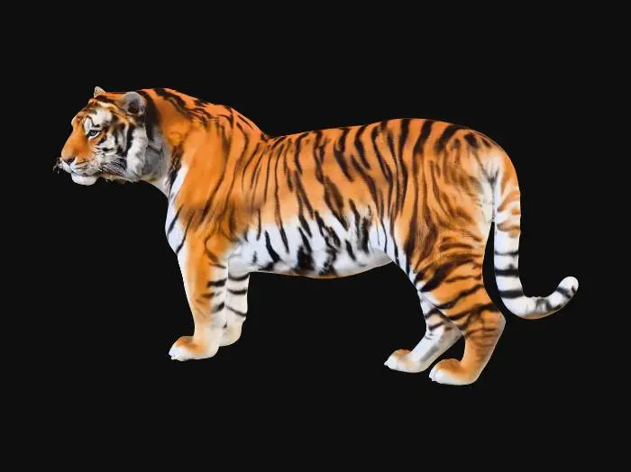 3D model for amur tiger
