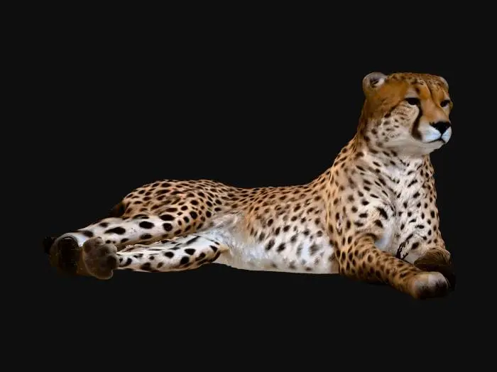 3D model for The Reclining Cheetah