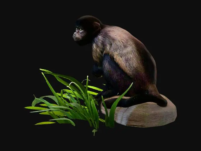 3D model for brown capuchin