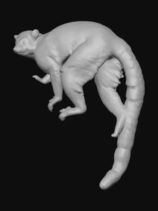 3D model for ring tailed lemur
