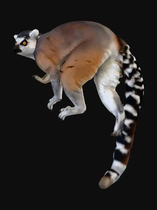 3D model for ring tailed lemur