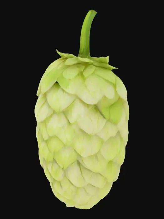 3D model for Hop Cone