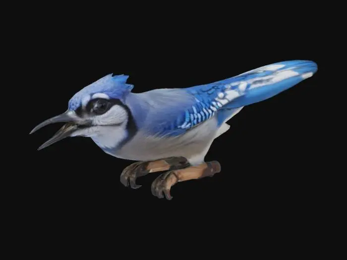 3D model for Chirping Blue Jay