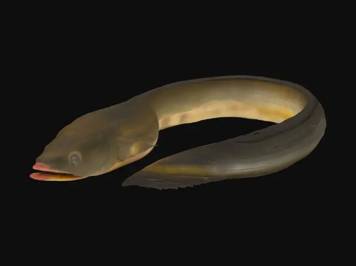 3D model for Eel Wonders