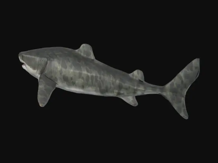 3D model for Greenland Shark