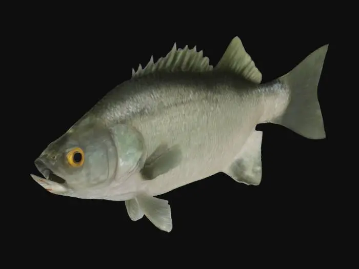 3D model for white bass
