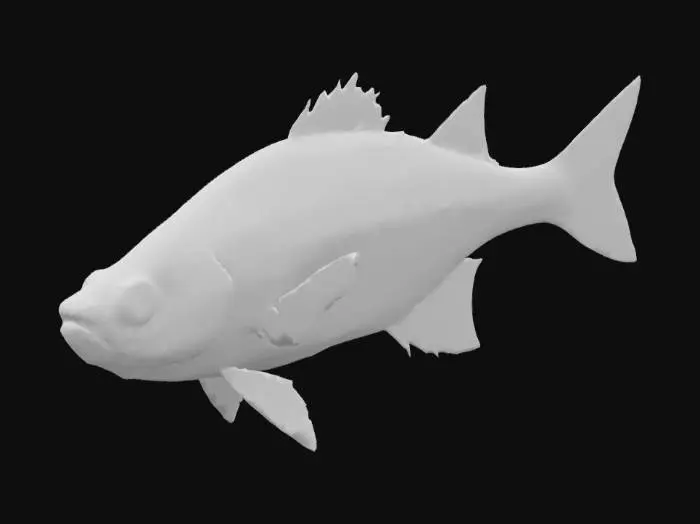 3D model for White Bass
