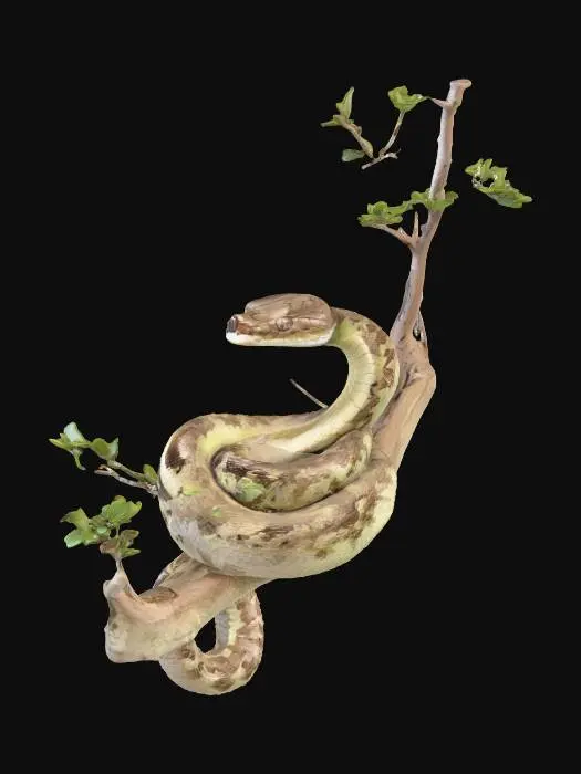 3D model for a highly detailed curled up boa constrictor on a tree branch.