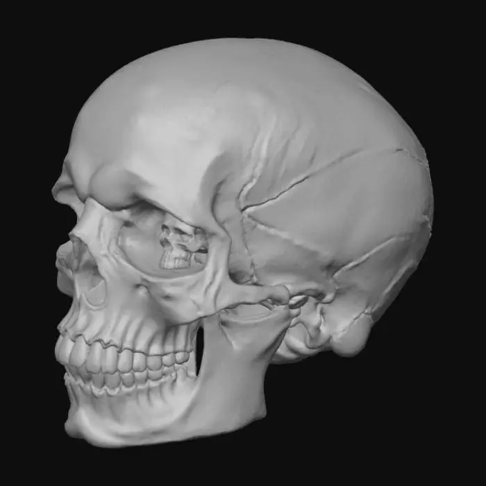 3D model for Create a detailed skull with skulls in in the eye sockets and a large crack in the front of the skull.