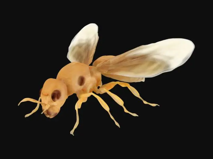 3D model for Reticulitermes hubeiensis 3D model, pale brown exoskeleton, translucent wings, moniliform antennae, macro photography, scientific illustration, isolated white background,Hubei subterranean termite colony, workers and soldiers in wooden tunnel, biodegradation process, hyperrealistic rendering, dark earthy tones,Termite anatomy cross-section, Reticulitermes hubeiensis digestive system, detailed mandibles and gut microbiota, educational diagram style
