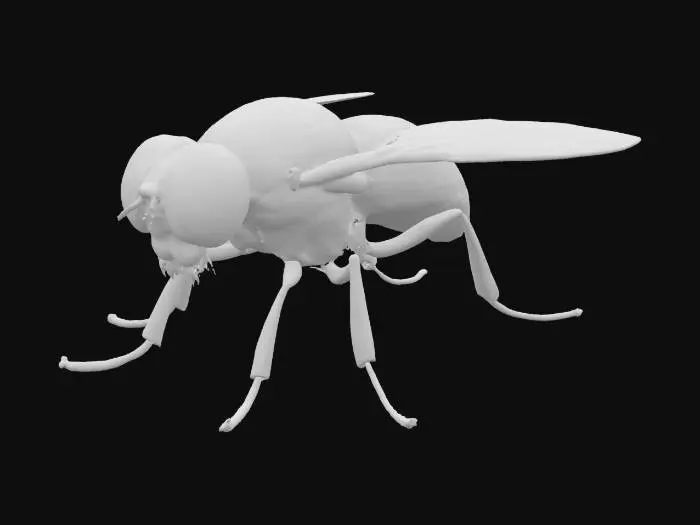 3D model for Musca domestica

