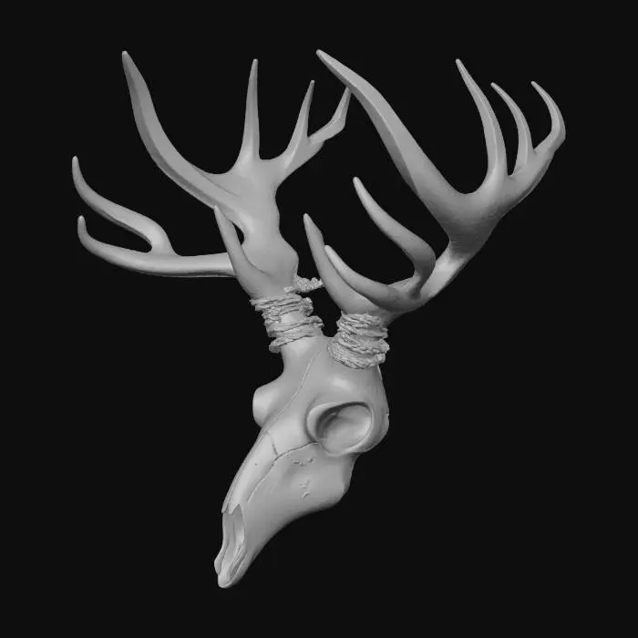 3D model for Череп оленя с рогами, предназначенный для настенного крепления, представляет собой костяную структуру естественного, слегка желтовато-белого цвета, с гладкой, но пористой текстурой. От черепа отходят внушительные, разветвленные рога из плотного костного материала, имеющие неровную, шероховатую поверхность и естественные оттенки от коричневого до серого. Рога изогнуты вверх и в стороны, демонстрируя свою природную мощь. Вся конструкция выглядит прочной и крепкой, создавая внушительный декоративный элемент.