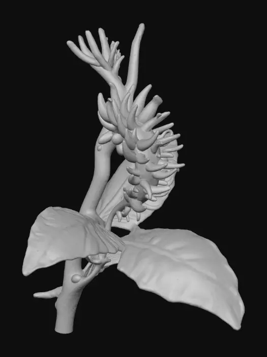 3D model for Create a castable 3D earring that maps the vascular anatomy of a mango panicle with no petals or gems. One tapering rachis (elliptical section) branches organically into 4 primary laterals and 8–10 secondary peduncles, ending in subtle pedicel node bulbs. Overall length 60 mm, max width 20 mm. Sections: rachis 1.40×1.10 mm at base tapering to 0.65×0.50; laterals 1.00×0.80 → 0.55×0.45; peduncles 0.50×0.40 → 0.35×0.30; node bulbs 0.8 mm Ø. C2 blended junctions, true asymmetry, clean negative space, watertight, minimum wall 0.30 mm. Add a grown-in 0.8 mm ear wire at the top. Export high-res STL for castable resin printing.