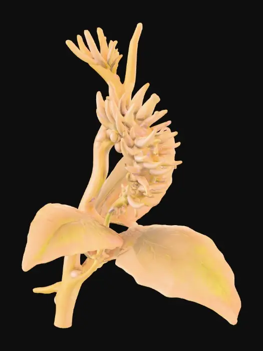 3D model for Create a castable 3D earring that maps the vascular anatomy of a mango panicle with no petals or gems. One tapering rachis (elliptical section) branches organically into 4 primary laterals and 8–10 secondary peduncles, ending in subtle pedicel node bulbs. Overall length 60 mm, max width 20 mm. Sections: rachis 1.40×1.10 mm at base tapering to 0.65×0.50; laterals 1.00×0.80 → 0.55×0.45; peduncles 0.50×0.40 → 0.35×0.30; node bulbs 0.8 mm Ø. C2 blended junctions, true asymmetry, clean negative space, watertight, minimum wall 0.30 mm. Add a grown-in 0.8 mm ear wire at the top. Export high-res STL for castable resin printing.