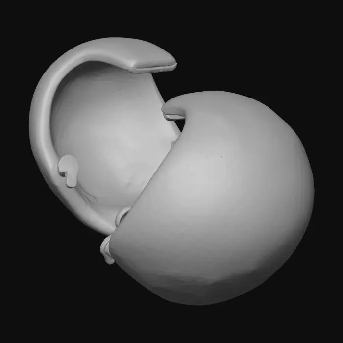 3D model for An ultra-realistic 8K render of a forged oval brass anklet, shown in two halves separated in air against a blank background. Each band half is 5 mm wide, 3 mm thick, crafted in warm honey-gold brass with mirror-polished edges and satin-matte reliefs. Both ends feature interlocking finger joints—three precision-cut rectangular teeth per side with tight 0.05 mm clearance. The left half shows a 1.5 mm hinge pin running through aligned fingers, burnished flush. The right half displays a 1.0 mm brass wire locking pin, wrapped twice around a shallow groove and silver-soldered flush. Nancy-cherry and mango bloom motifs flow seamlessly across the joints, engraved with crisp, lifelike depth under soft diffused light.