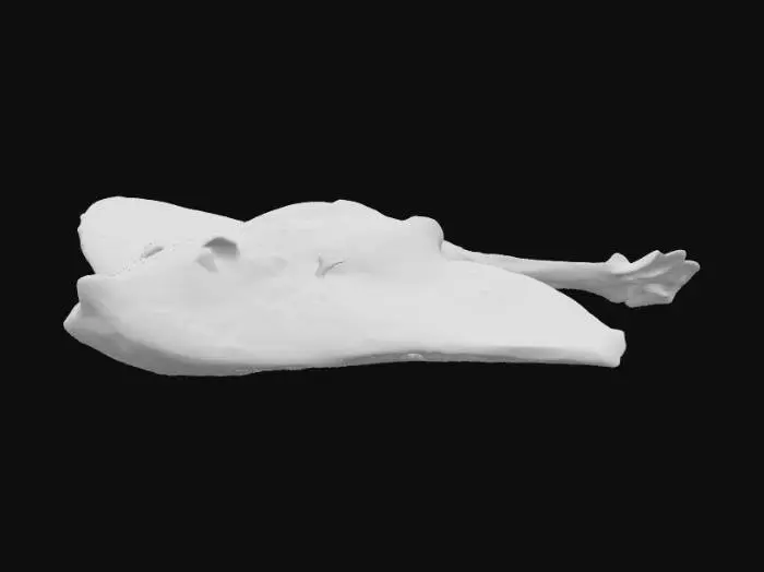 3D model for Ocean Glide