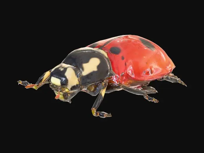 3D model for Ladybug 